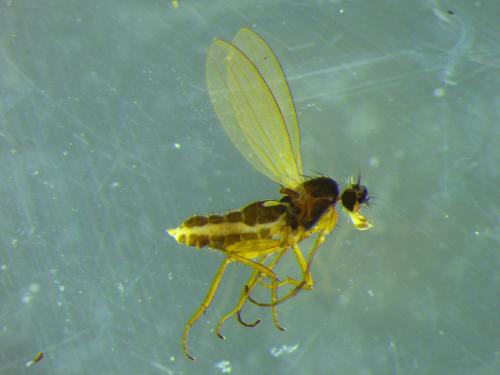 Lonchoptera bifurcata